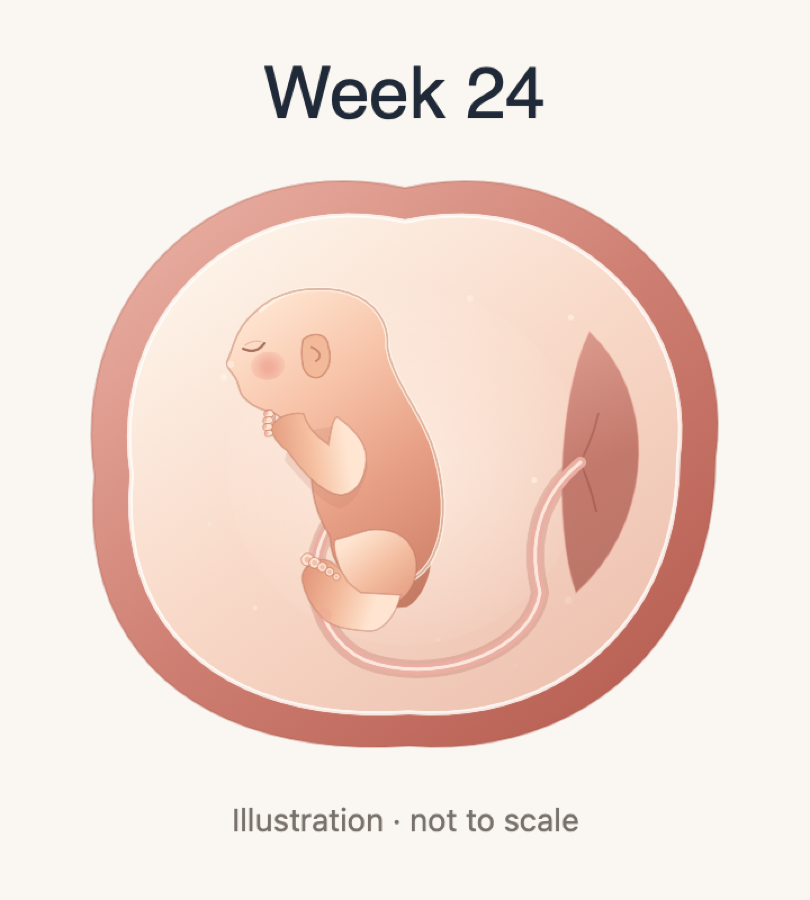 Kins pregnancy page with a week-by-week illustration and size comparison